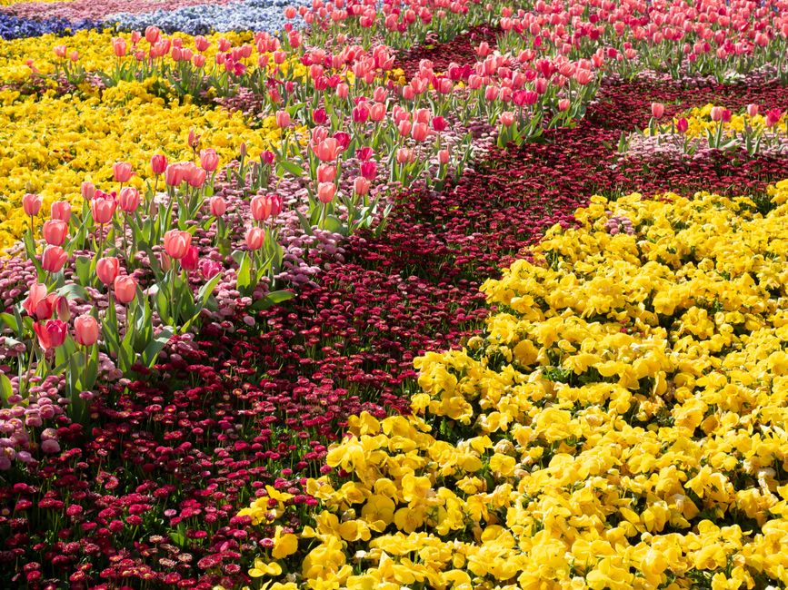 A vibrant garden display featuring rows of blooming tulips in soft pink and white, alongside clusters of bright yellow primroses and deep red and purple flowers. The arrangement is dense and meticulou
