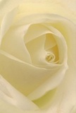 This intimate depiction draws you to the heart of a cream-white rose, each petal unfurling as if to cradle the first light peeking above the historic rooftops of Greenwich village. The lush spiral invites the senses to imagine the feather-soft texture, as if touched by a whisper of morning dew carried across the lawns of Greenwich Park. Subtle shadows curl between the ivory layers, lending a serene depth that mirrors the peaceful ambiance of riverside strolls. The whole composition emanates calm and quiet optimism-the sort of emotional tranquillity that accompanies a shared cup of tea in a Royal Hill café or a gentle, thoughtful gesture passed between neighbours. As a florist with a passion for Greenwich's local character, I see this rose as the purest emblem of reverence; just right for offering sympathy, deep appreciation, or celebrating fresh beginnings in the heart of SE10. The delicate fragrance and flawless arrangement capture the artistry and emotion poured into each bouquet, making it a perfect choice to deliver moments of comfort and hope throughout the Greenwich community.